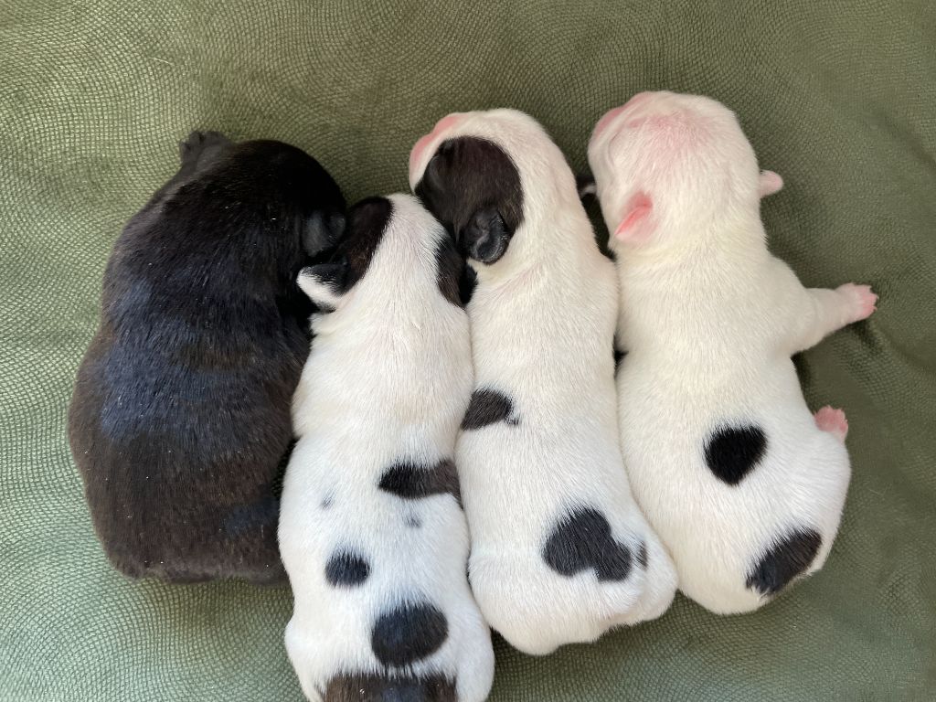 chiot Bouledogue français De L'abbaye De Chanterac